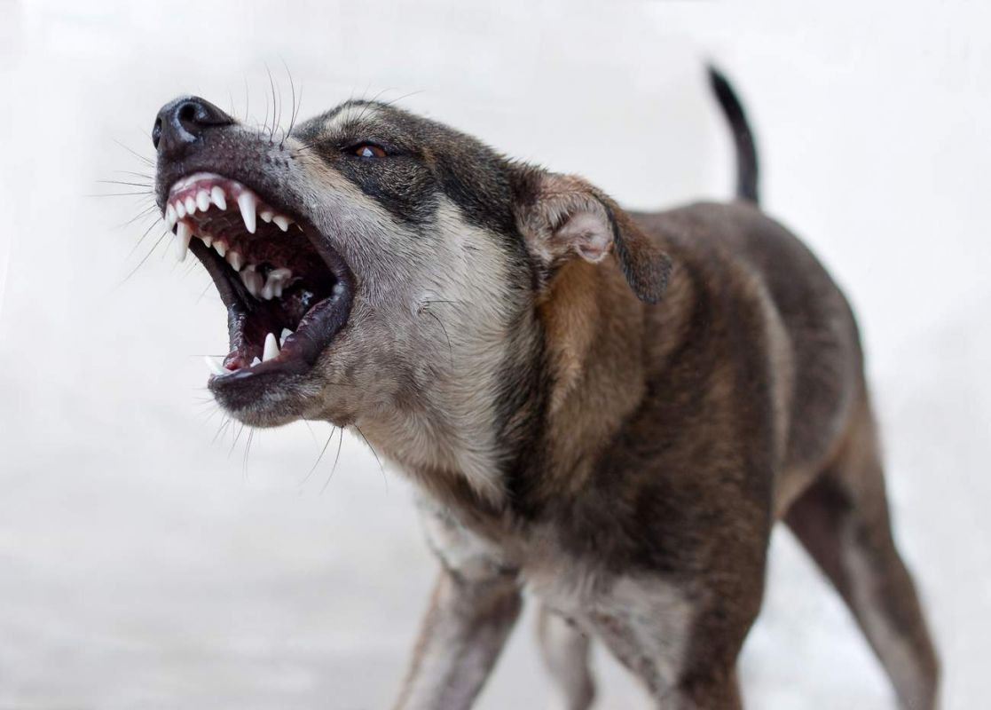Эксперт о том, как защититься от нападения собаки: «Не поворачивайтесь спиной к агрессивному зверю»