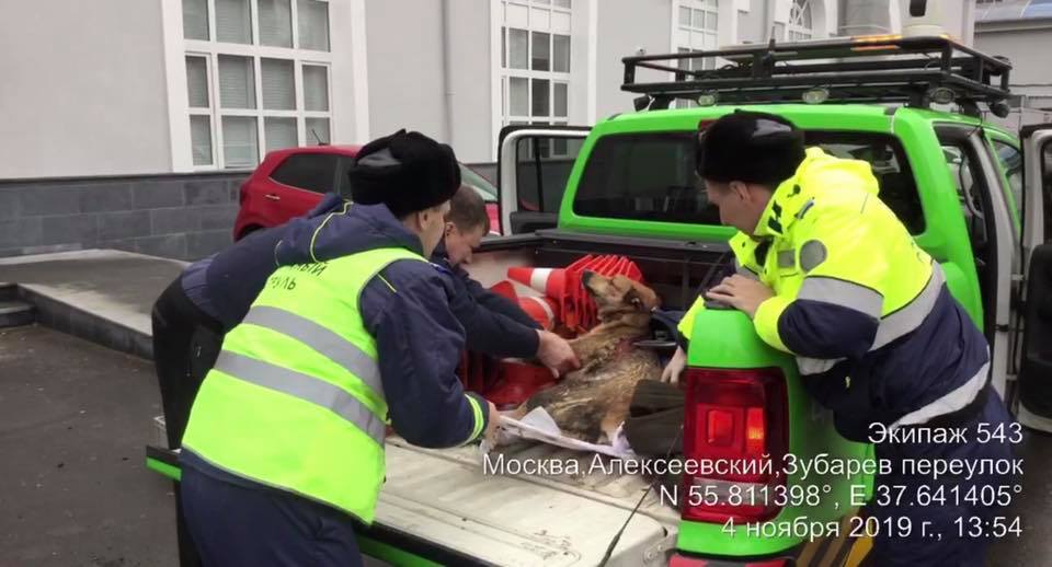 «Со слезами на глазах»: экипаж ЦОДД спас собаку, которую сбила машина