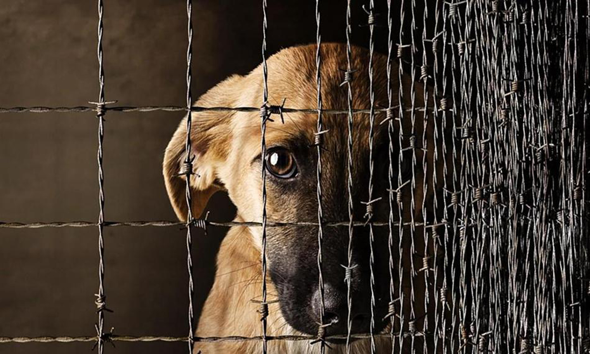 Активисты выступают за ужесточение законов о жестоком обращении с животными