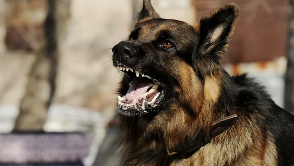 От жителей Москвы поступают жалобы на частые нападения собак в Зюзино