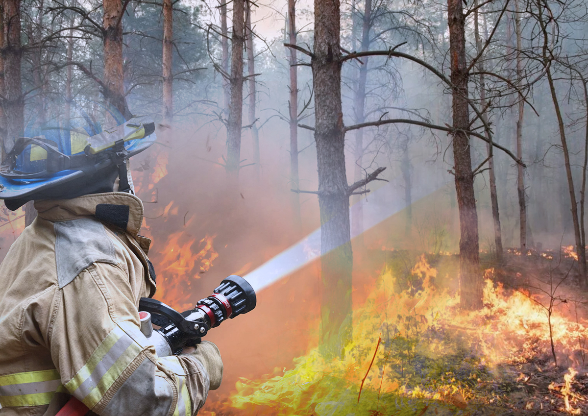 В МЧС назвали количество погибших во время природных пожаров в Подмосковье с начала года