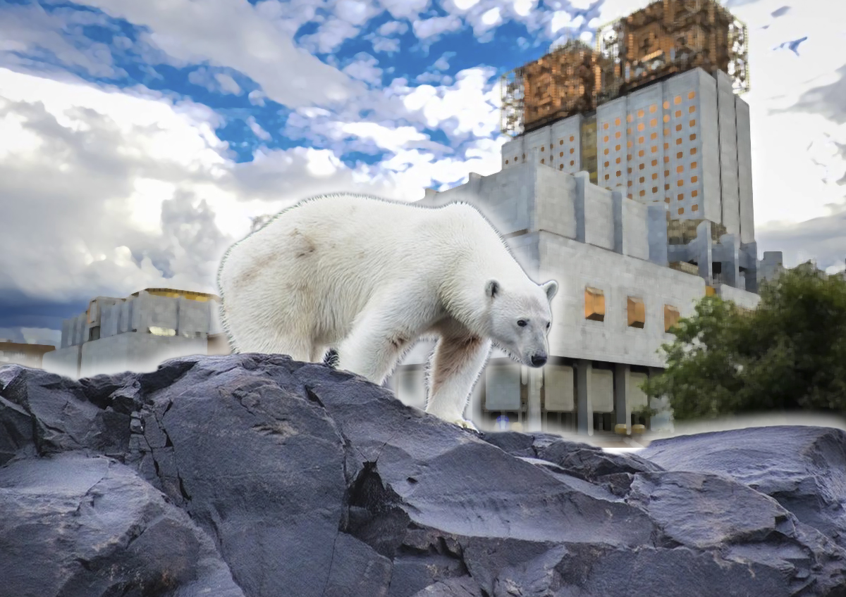 В РАН сообщили об ухудшении состояния белых медведей в Арктике