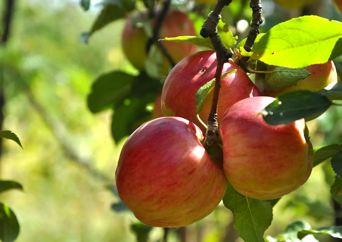 Совет Федерации предлагает разрешить сельским школам выращивать фрукты и овощи