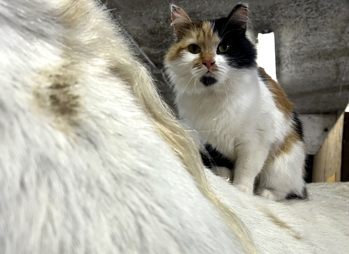 Эксперты оценили перспективы чипирования кошек и собак в России