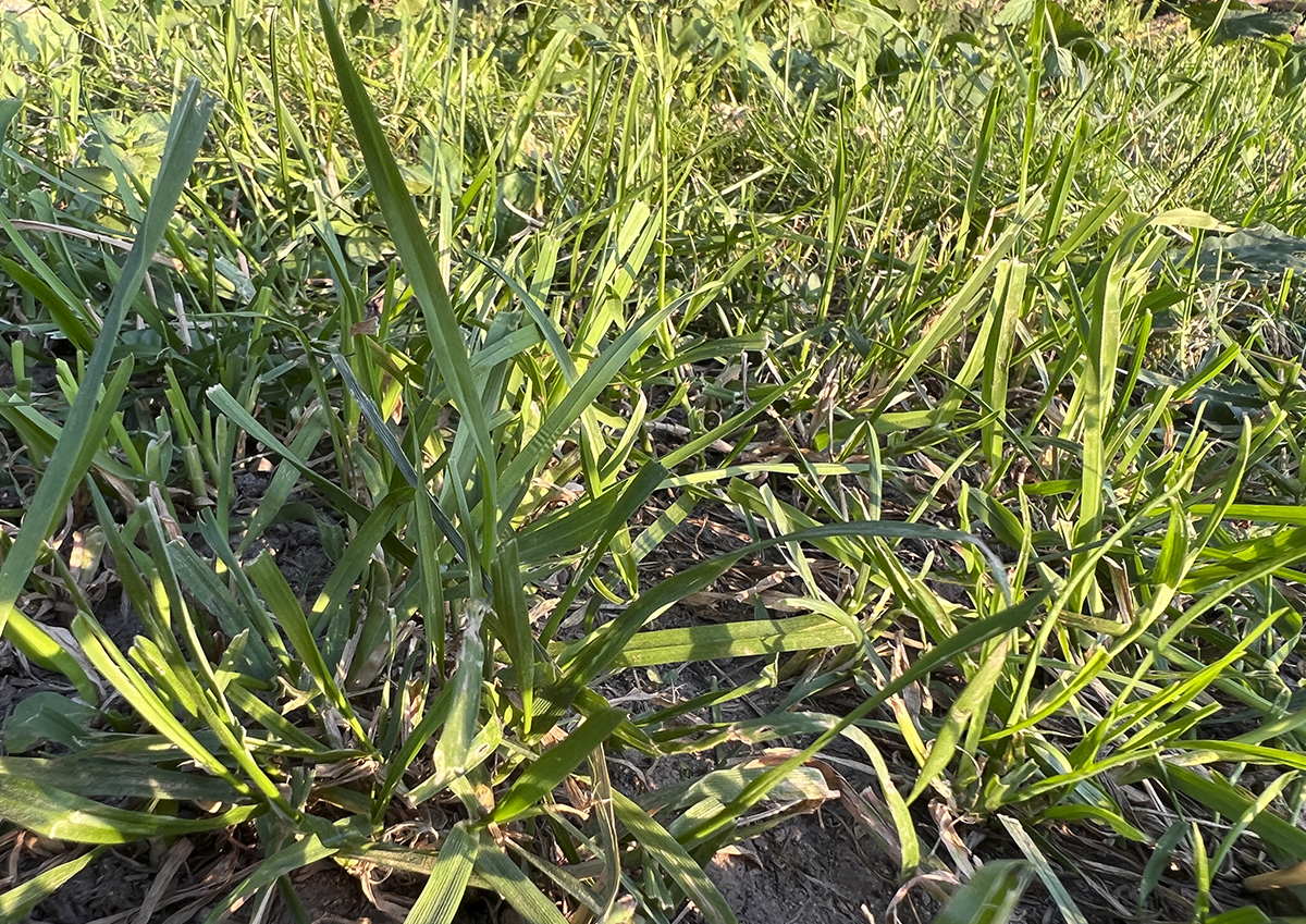 Эколог Пукалов объяснил, почему не следует косить траву «до земли»