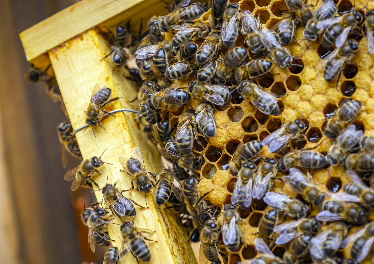 В Некрасовке участились случаи выявления пчёл на дворовых территориях района. Что предпримут коммунальщики?