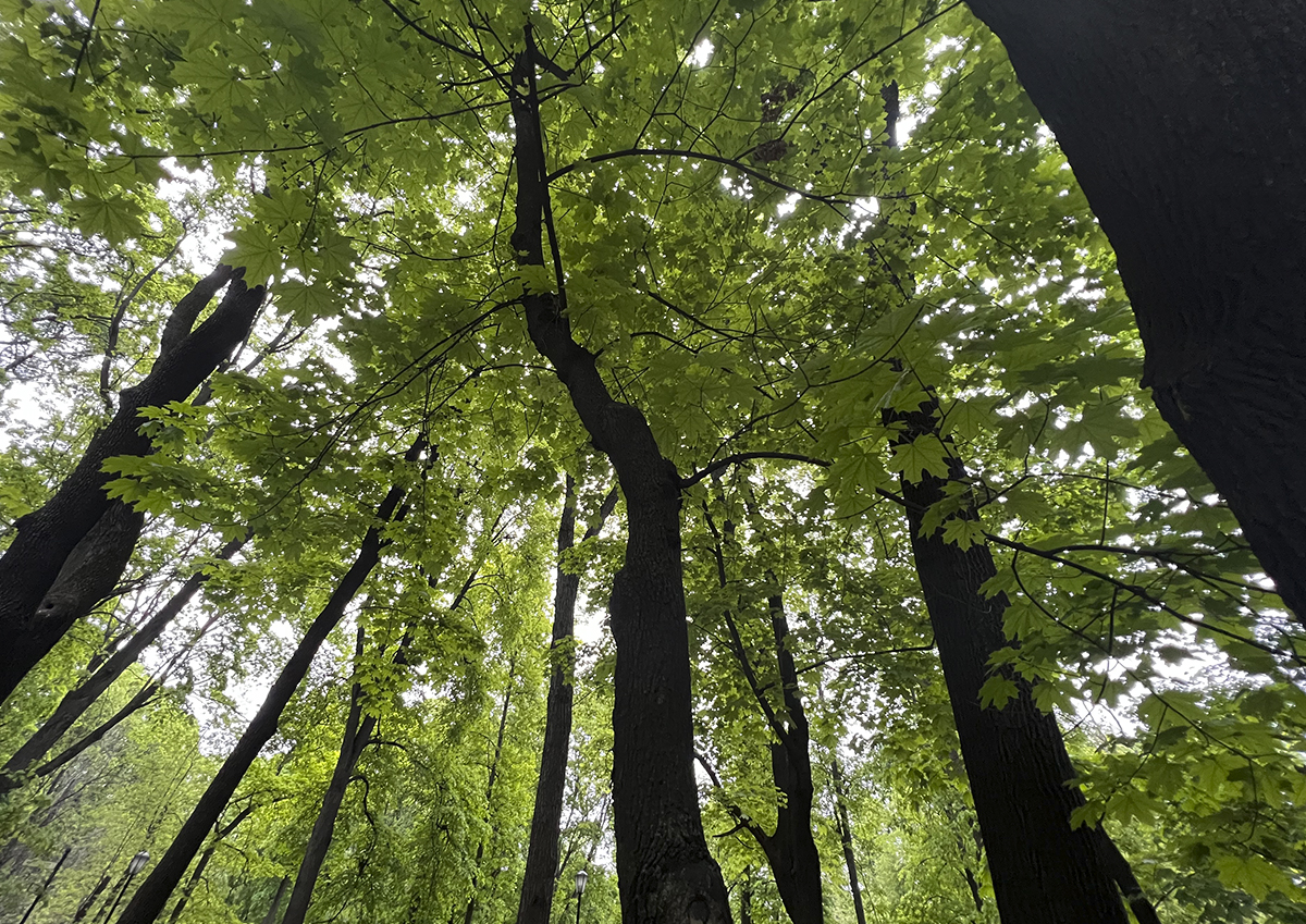 Какие меры необходимы для сохранения российских лесов?